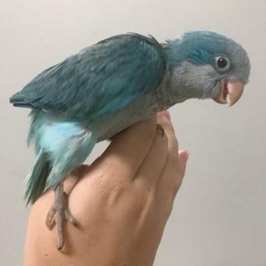 Quaker-BIRD-Unknown-Blue-1216-Petland Pensacola, Florida