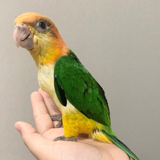 White Bellied Caique BIRD Female 1218 Petland Pensacola, Florida