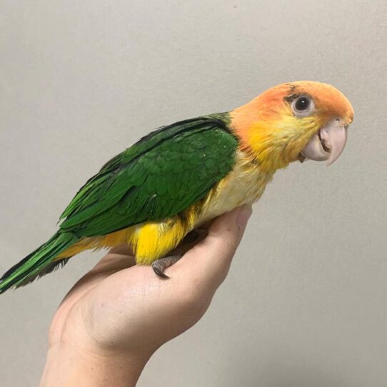 White Bellied Caique BIRD Male 1217 Petland Pensacola, Florida