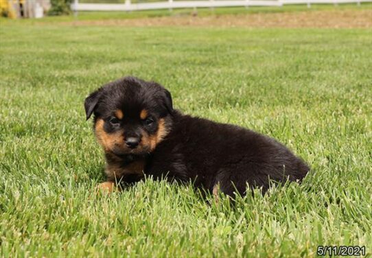 Rottweiler-DOG-Female-Black / Tan-1230-Petland Pensacola, Florida