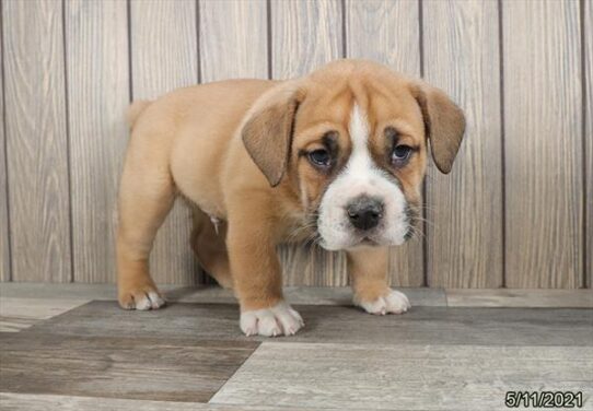 Bulldog/Bulldog-Beagle-DOG-Male-Red / White-1232-Petland Pensacola, Florida