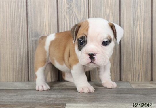 Bulldog/Bulldog-Beagle-DOG-Female-Red / White-1233-Petland Pensacola, Florida