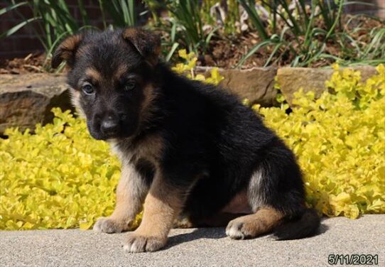 German Shepherd DOG Female Black / Tan 1237 Petland Pensacola, Florida