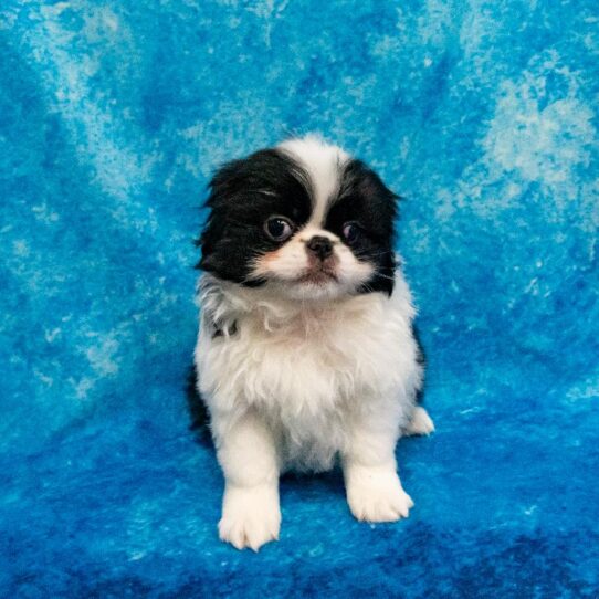 Japanese Chin DOG Male Black/White 1262 Petland Pensacola, Florida