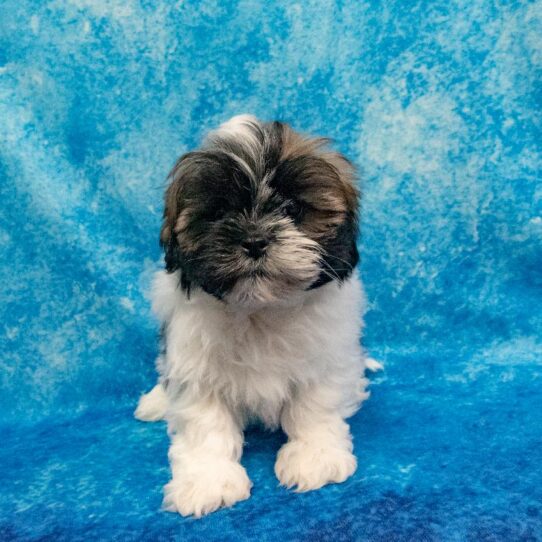 Lhasa Apso DOG Female Golden/White 1268 Petland Pensacola, Florida