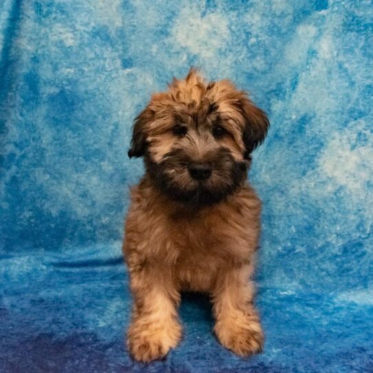 Soft Coated Wheaten Terrier-DOG-Male-Wheaten-1219-Petland Pensacola, Florida