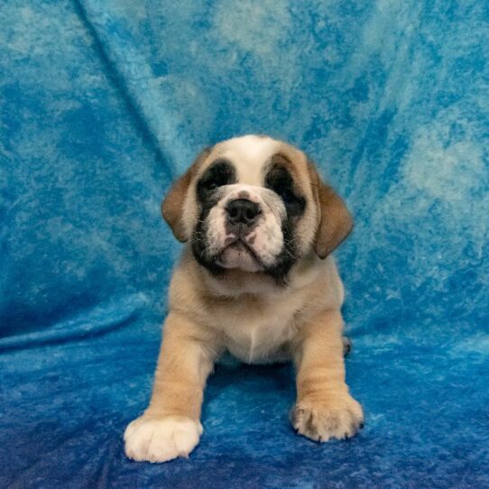 English Bulldog DOG Male White / Red 1234 Petland Pensacola, Florida