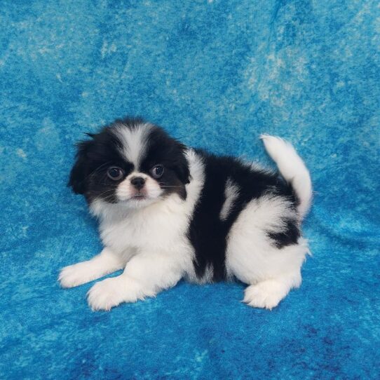 Japanese Chin DOG Female Tri 1269 Petland Pensacola, Florida