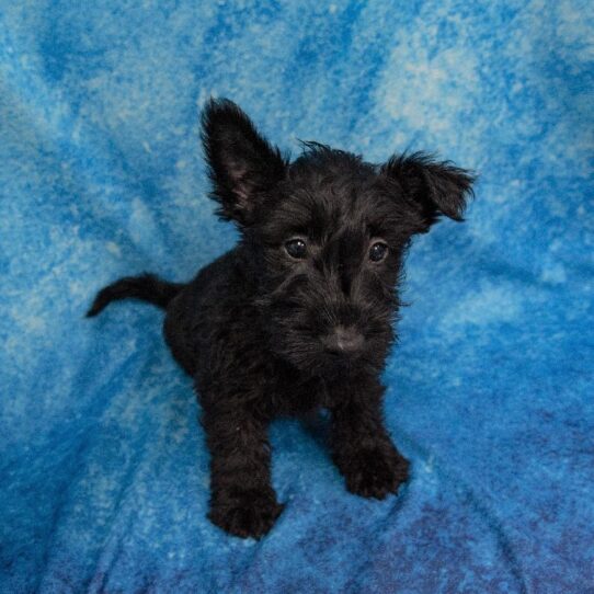 Scottish Terrier DOG Male Black 1297 Petland Pensacola, Florida