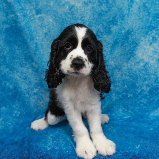 Cocker Spaniel DOG Male Black / White 1294 Petland Pensacola, Florida