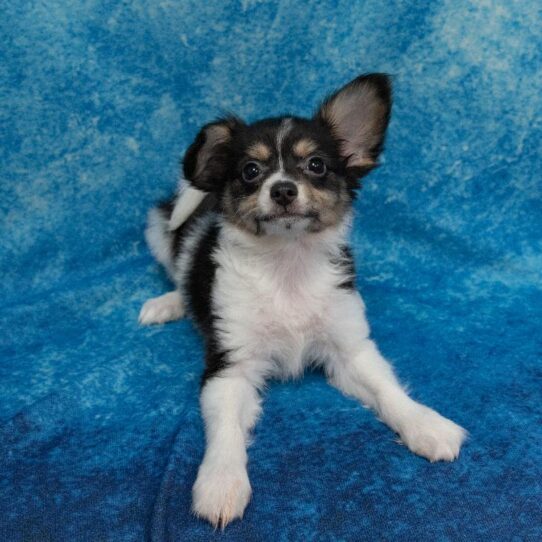 Papillon DOG Male White Black / Tan 1300 Petland Pensacola, Florida