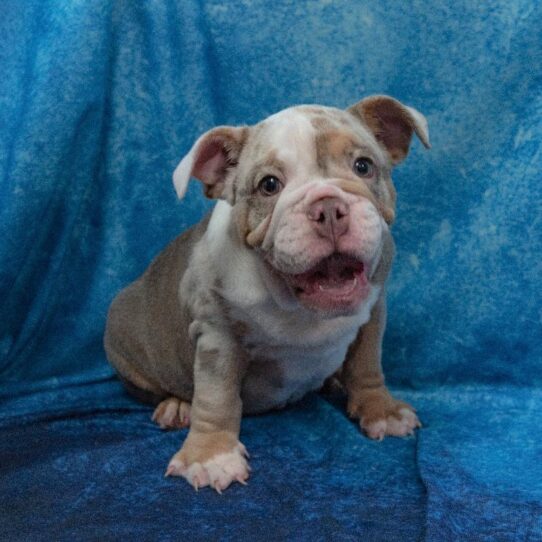 English Bulldog-DOG-Male-Lilac Merle-1107-Petland Pensacola, Florida