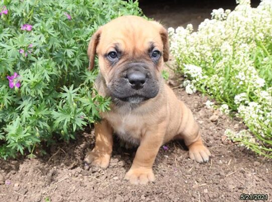 Cane Corso-DOG-Male-Fawn-1312-Petland Pensacola, Florida