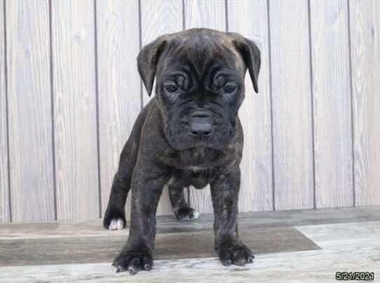 Cane Corso DOG Female Black Brindle 1313 Petland Pensacola, Florida