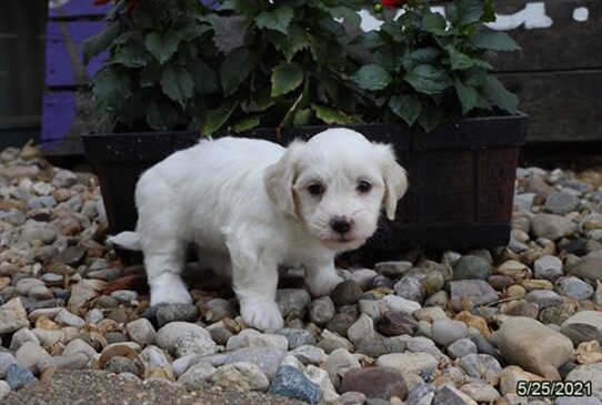 Coton De Tulear-DOG-Male-White-1319-Petland Pensacola, Florida