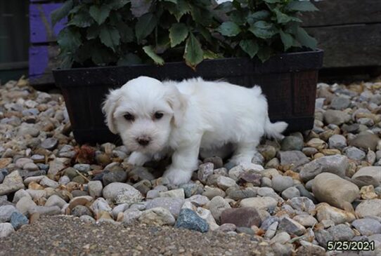 Coton De Tulear-DOG-Male-White-1320-Petland Pensacola, Florida