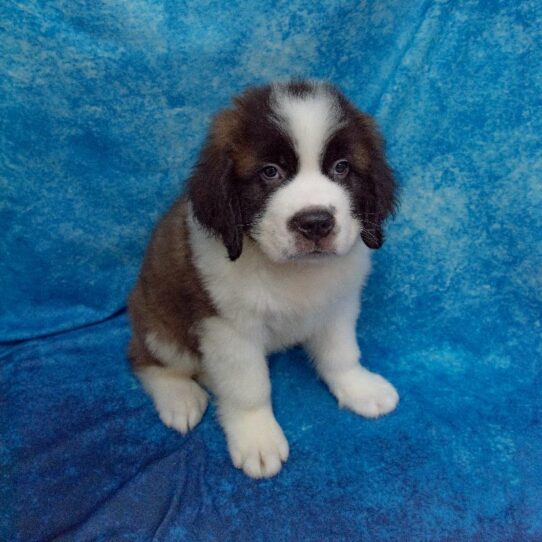 Saint Bernard DOG Male Brown / White 1317 Petland Pensacola, Florida