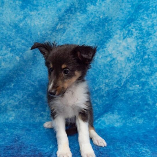 Shetland Sheepdog DOG Female Black Tan / White 1314 Petland Pensacola, Florida