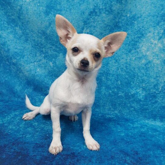 Chihuahua DOG Female White 1292 Petland Pensacola, Florida