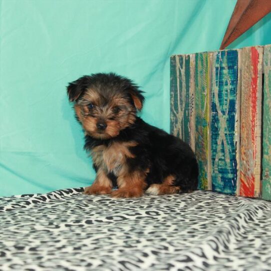 Yorkshire Terrier DOG Male Black / Tan 1346 Petland Pensacola, Florida