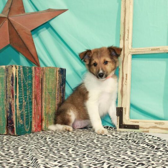 Shetland Sheepdog DOG Female Sable / White 1348 Petland Pensacola, Florida