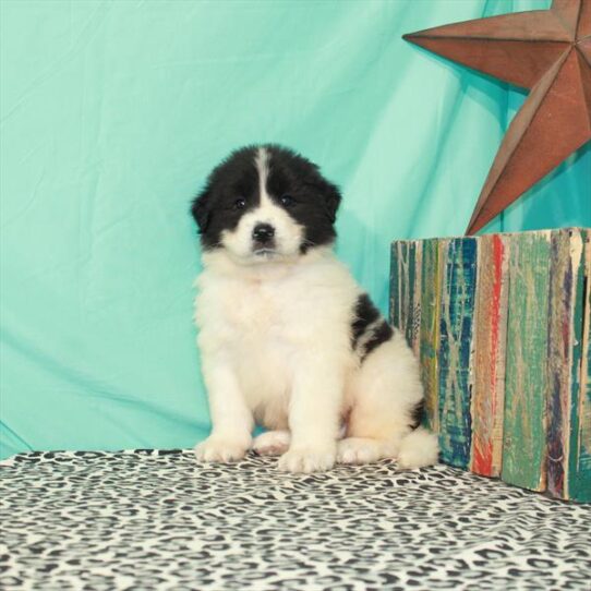 Great Pyrenees/Anatolian Shepherd-DOG-Male-White / Black-1351-Petland Pensacola, Florida