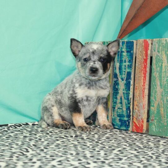 Australian Cattle Dog-DOG-Female-Blue-1352-Petland Pensacola, Florida