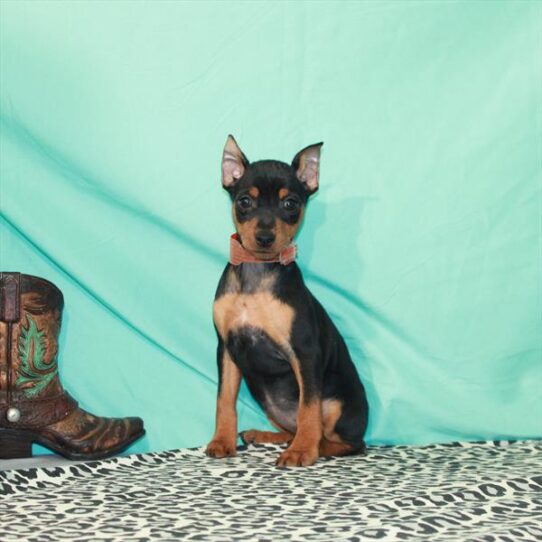 Miniature Pinscher DOG Female Black / Rust 1353 Petland Pensacola, Florida