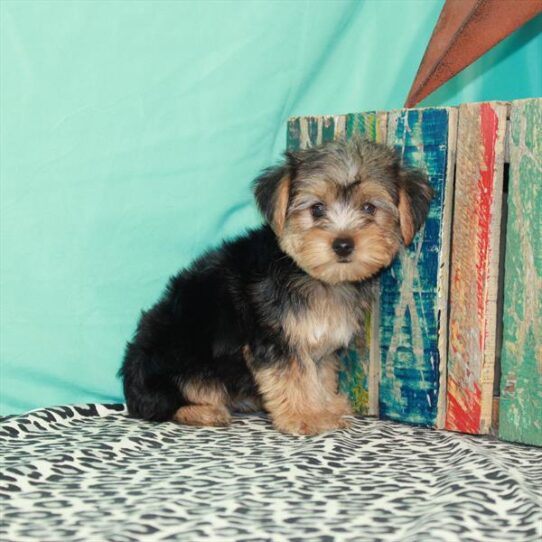 Yorkshire Terrier DOG Female Black / Tan 1354 Petland Pensacola, Florida