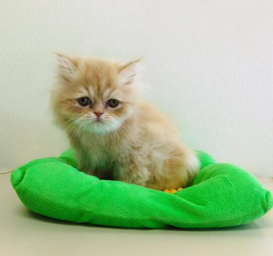 Persian-KITTEN-Male-Orange Tabby-1359-Petland Pensacola, Florida