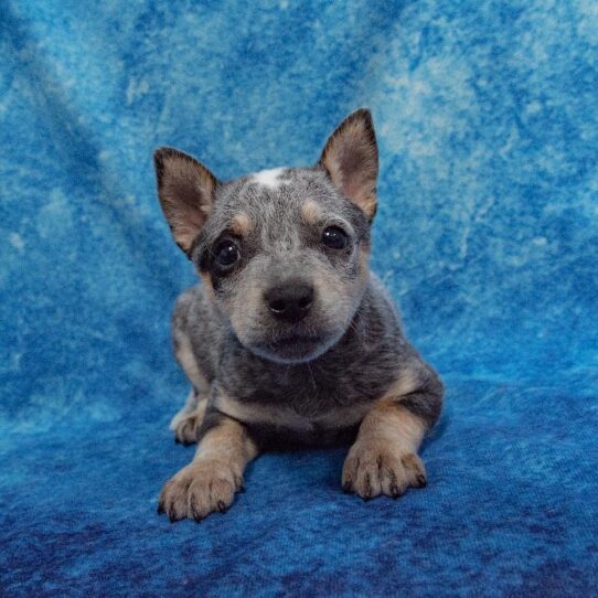 Australian Cattle Dog-DOG-Female-Blue-1368-Petland Pensacola, Florida