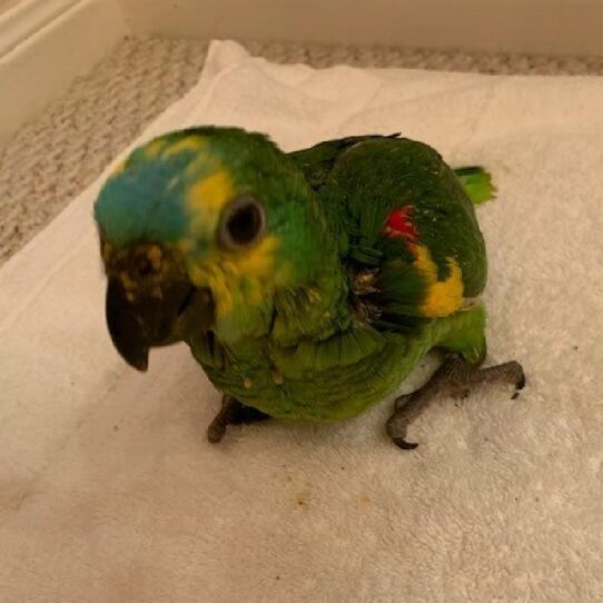 Blue Fronted Amazon BIRD Unknown 1372 Petland Pensacola, Florida