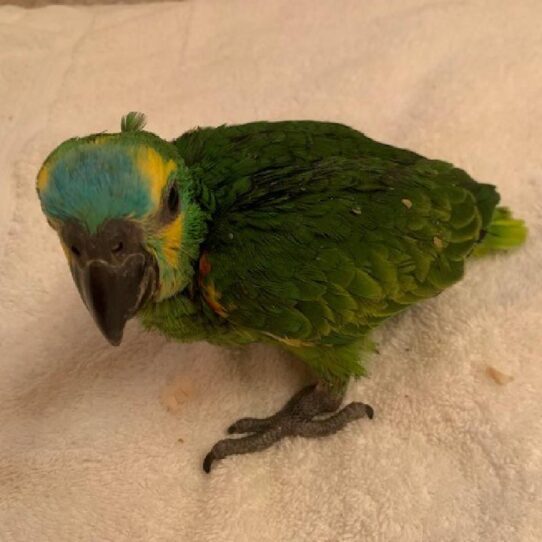 Blue Fronted Amazon-BIRD-Unknown--1373-Petland Pensacola, Florida