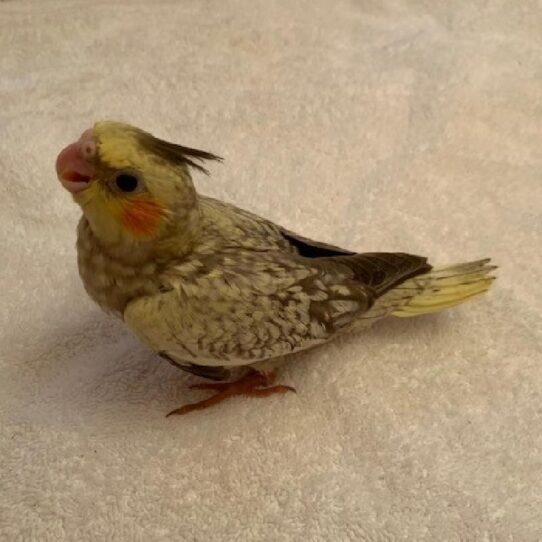 Cockatiel BIRD Unknown Cinnamon Pearl 1371 Petland Pensacola, Florida