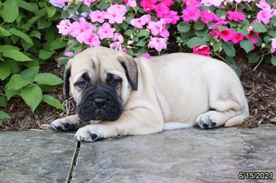 Bullmastiff-DOG-Female-Fawn-1404-Petland Pensacola, Florida