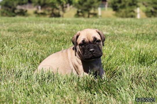 Bullmastiff DOG Female Fawn 1405 Petland Pensacola, Florida