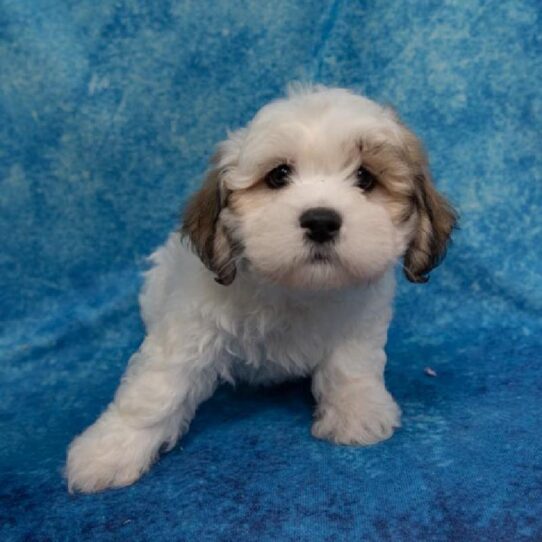 Lhasa-Poo-DOG-Male-Gold white Parti-1428-Petland Pensacola, Florida