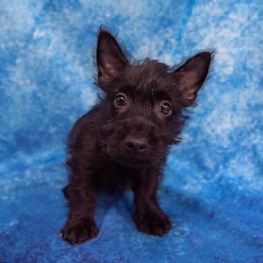 Scottish Terrier DOG Female Black 1395 Petland Pensacola, Florida