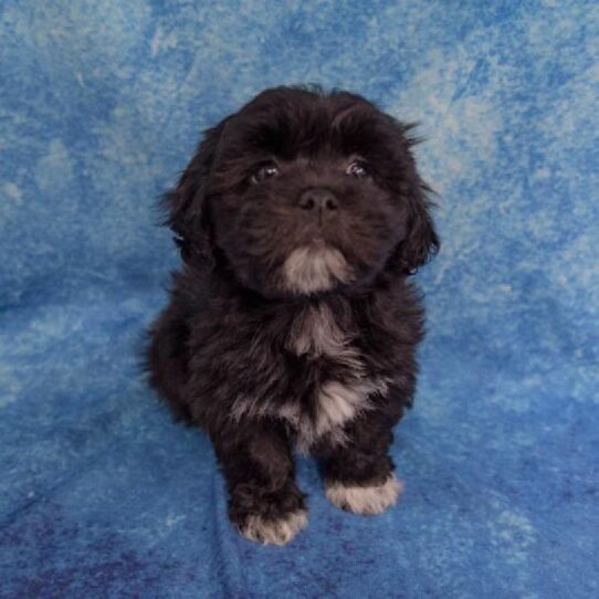 Bichon/Lhasa DOG Female Black/White 1426 Petland Pensacola, Florida