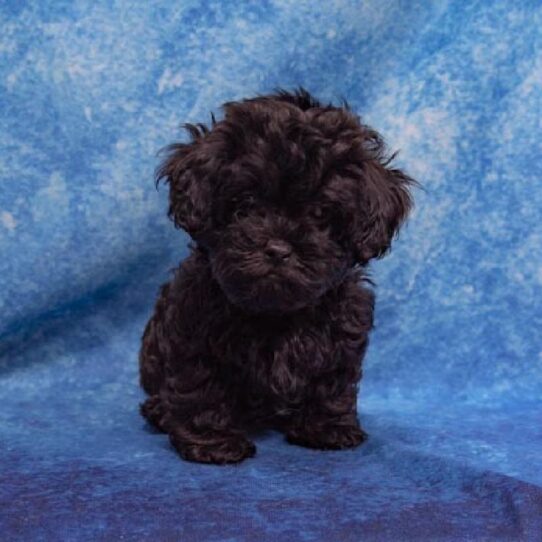 Poodle/Shih Tzu-DOG-Female-Black-1396-Petland Pensacola, Florida