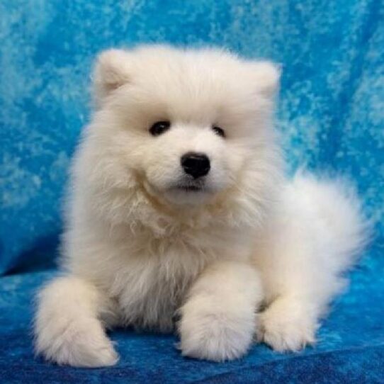 Samoyed DOG Male White 1401 Petland Pensacola, Florida