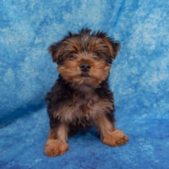 Yorkshire Terrier DOG Male Black / Tan 1397 Petland Pensacola, Florida