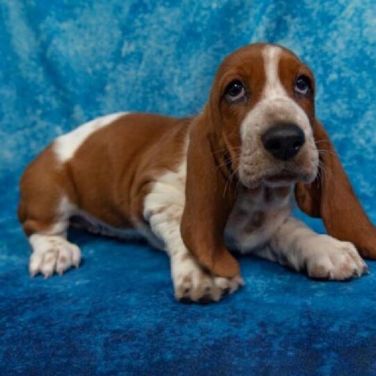 Basset Hound DOG Female Brown / White 1408 Petland Pensacola, Florida