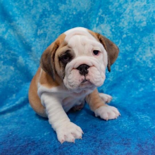 Bulldog/Bulldog-Beagle-DOG-Male-Red / White-1410-Petland Pensacola, Florida