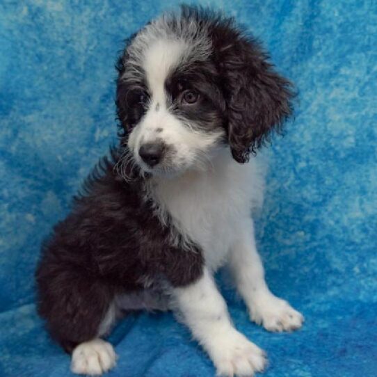 Australian Shepherd/Poodle-DOG-Male-Black / White-1400-Petland Pensacola, Florida