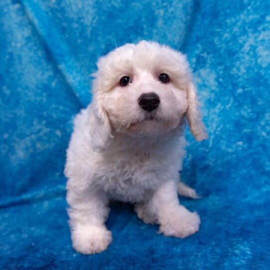 Bichon Frise DOG Male White 1414 Petland Pensacola, Florida