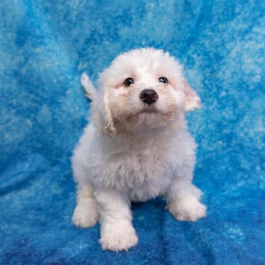 Bichon Frise DOG Male White 1422 Petland Pensacola, Florida