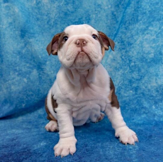 English Bulldog DOG Female Chocolate/White 1367 Petland Pensacola, Florida