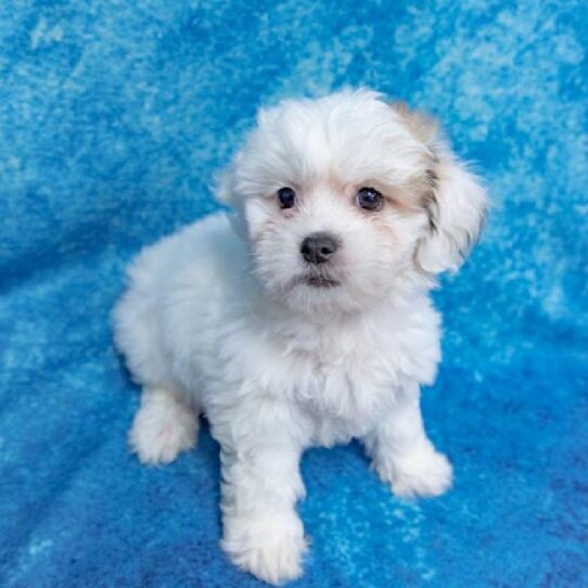 Lhasa-Poo-DOG-Female-Gold White Parti-1427-Petland Pensacola, Florida