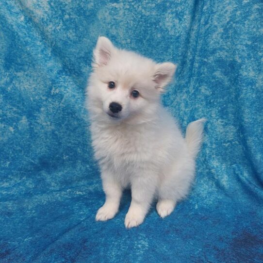 American Eskimo DOG Female White 1425 Petland Pensacola, Florida